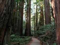 ミュアウッズ国定公園
Muir Woods National Monument
****************************************************

◆ミュア・ウッズ国定記念物とタマルパイス山　☆サンフランシスコ・ベイエリア紀行（11）☆
http://4travel.jp/traveler/muffin/album/10116450/

◆ミュアウッズ国定公園 2　☆サンフランシスコ・ベイエリア紀行（38)☆
http://4travel.jp/traveler/muffin/album/10288723/

◆ミュアウッズ国定公園 3　☆サンフランシスコ・ベイエリア紀行（39)☆
http://4travel.jp/traveler/muffin/album/10291067/
