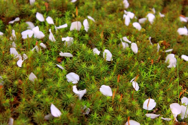 横たわる花びらと杉苔の新芽<br />小さな小さな季節の移ろい