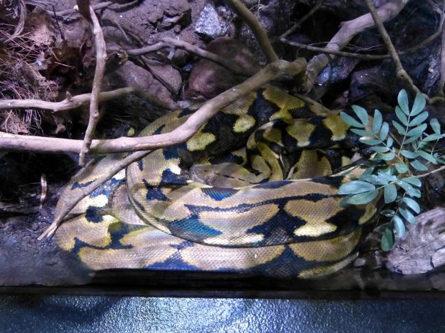 05.ゴールデンウィークのホテルジャパン下田1泊旅行 体感型動物園iZoo(イズー) (旧 伊豆アンディランド)その1