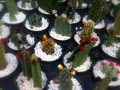 日系のおばちゃんから、サボテン2つ買いました。

最近、仕事のストレス溜まっていますので、サボテン見て癒されたいと思います…。