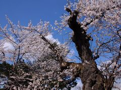 米沢城址の桜は、かなり老木が多いため、満開でも少々隙間が多いようである。その分、青空にはとても良く映える。