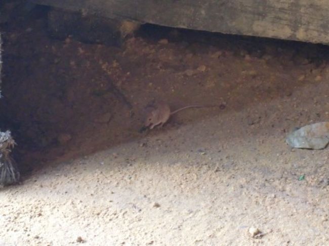 この日は置いてあるグラスにネズミはいませんでした。<br />こんなのネタ作りでそんな飲みに来るわけないよな〜なんて妻と話していたところ<br />なんと樽の下から子ネズミが。<br />ま、後から考えれば樽蔵にネズミがいるくらいとても普通ですが、<br />この時は超ラッキーだね、とか言いながら逃げるネズミを追いかけていました。。