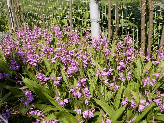 グーちゃんの地元<br />ビッグシティ鴨居はこの日快晴であった！！<br />
