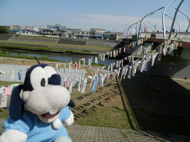 鶴見川にも<br />見事に鯉のぼりが泳ぎまくり<br />こりゃＧＷ後半は楽しみなの！<br />(o^-^o) ｳﾌｯ