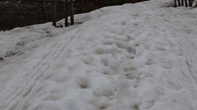 ハンドルを北に 東北の春を求めて 水芭蕉と残雪の秘湯温泉へ ２ 田沢湖 乳頭温泉郷 秋田県 の旅行記 ブログ By あの街からさん フォートラベル