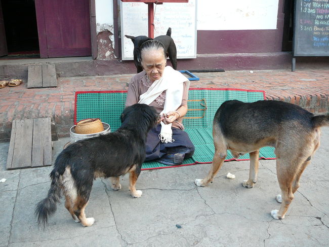 托鉢の残りはお犬様に？