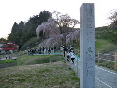 三春の滝桜にまず立ち寄りました。

樹齢千年の巨木です。
