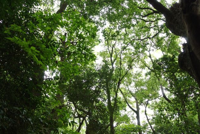 本殿の後ろにある生田の森。繁華街の真ん中にあるとは思えないほどの静けさ。