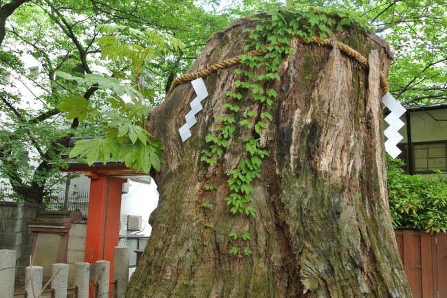 ご神木。