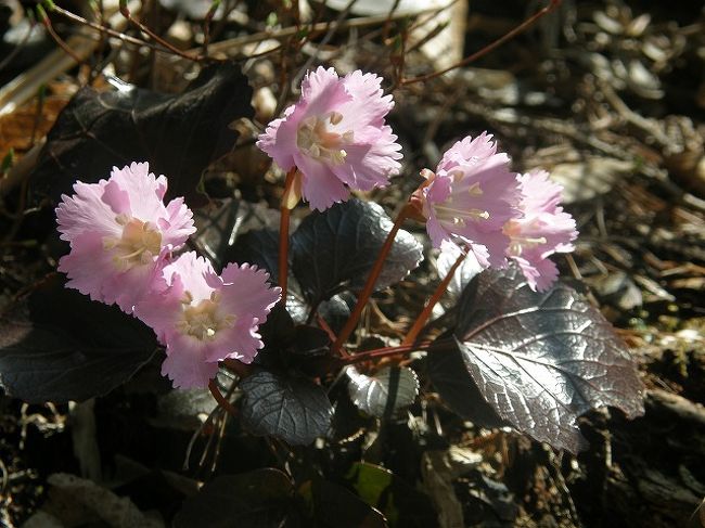 イワウチワの花を求めて白毛門山に 水上温泉 群馬県 の旅行記 ブログ By いっちゃんさん フォートラベル イワウチワの花を求めて白毛門山に 水上温泉 群馬県 の旅行記 ブログ By いっちゃんさん フォートラベル