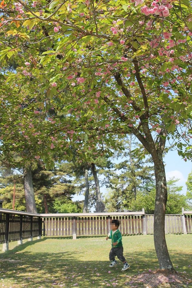 ゴールデンウィーク後半のこどもの日。<br />休日でどこも大混雑が予想されたので，広大な奈良公園なら大丈夫だろうと，息子を連れてお出かけしてきました。<br />