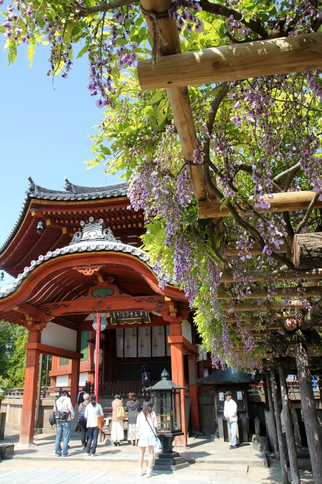 子連れでの見学は極力避けていますので，中には入らず。<br />そんなわけで私の興味は南円堂前の藤棚に注がれます。<br />