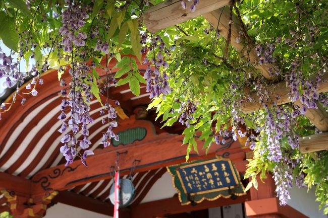 藤棚の下から南円堂を眺めます。