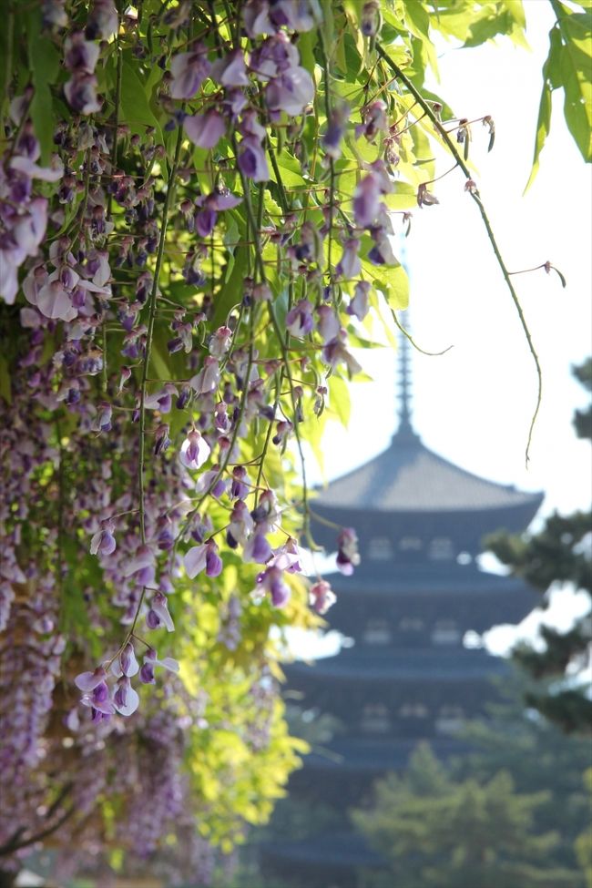 振り返ると，奈良のシンボル五重塔。<br />午前中は半逆光ですね。<br />青空をバックに撮りたい方は午後からどうぞ。