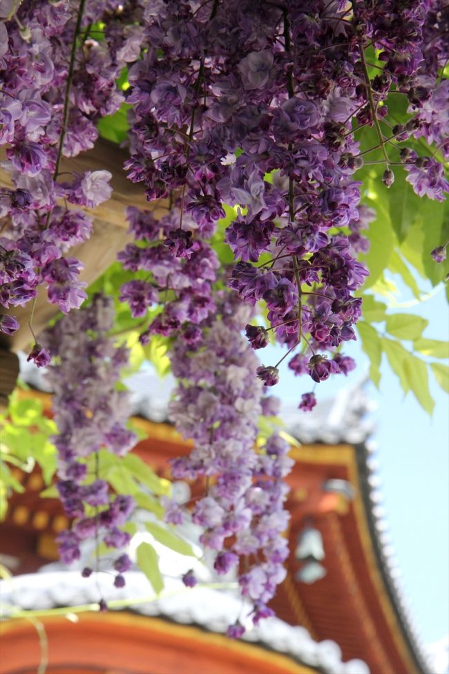 上述の藤棚の南側にも藤棚があります。<br />こちらは八重の藤です。<br />植物園にはありそうですが，こういう場所で見るのは珍しいと思います。