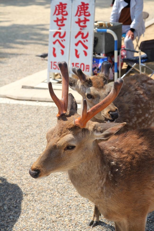 五重塔前でこの日最初の鹿と遭遇。<br />観光客の多いゴールデンウィーク，鹿は鹿せんべいを食べるのに大忙し。<br />持っていないと相手にもされません。<br />