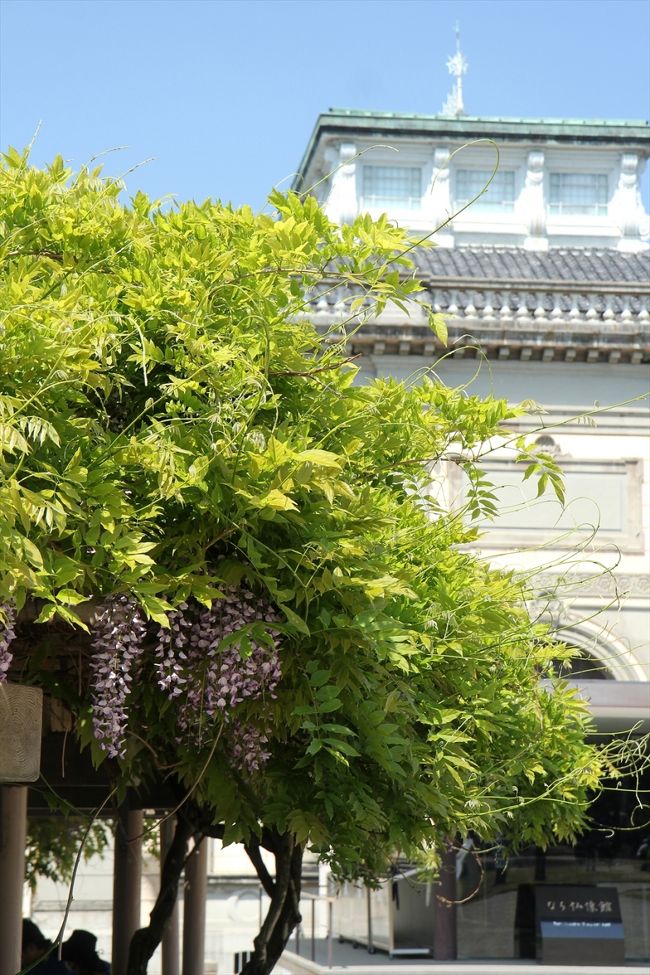 さらに歩いて，奈良国立博物館のなら仏像館前へ。<br />池のほとりに藤棚がありました。<br /><br />ちなみに，このあとも藤ばかりです。<br />ツツジでも咲いているかなと思っていたのですが，まったく無かったですね。<br />