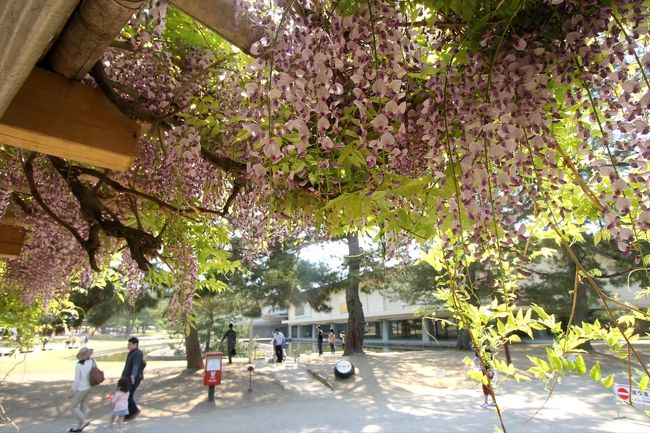 藤棚の下から奈良国立博物館・新館を眺めます。<br />