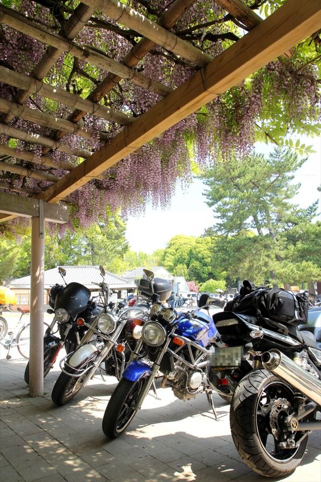 藤棚の下が何故か駐車場に。<br />バイクのナンバープレートは「多摩」でした。<br />遠いところから来てるね〜
