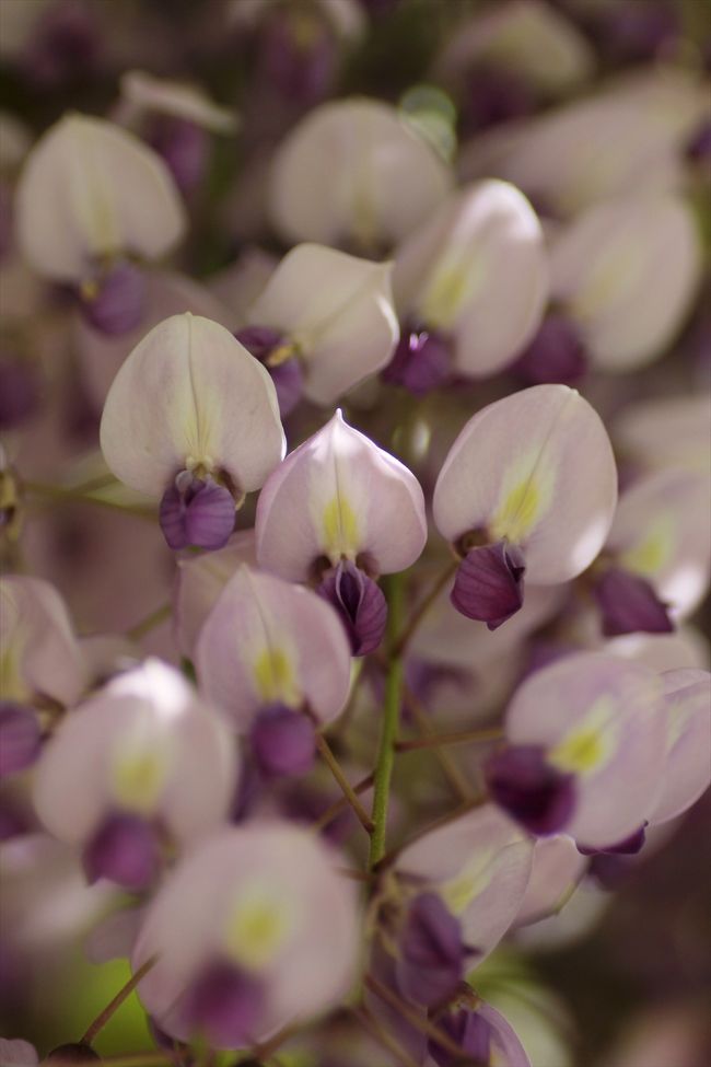 アップで撮影。<br />藤の花をマジマジと見ることはあまりないかな。<br />