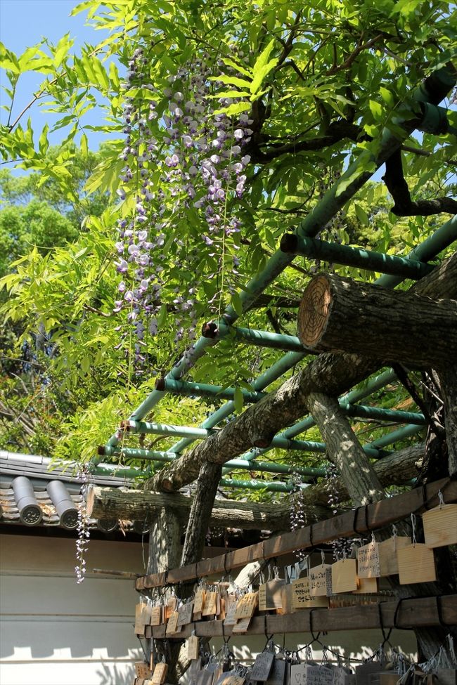 本殿右手に藤棚発見。<br />絵馬掛けにもなっています。