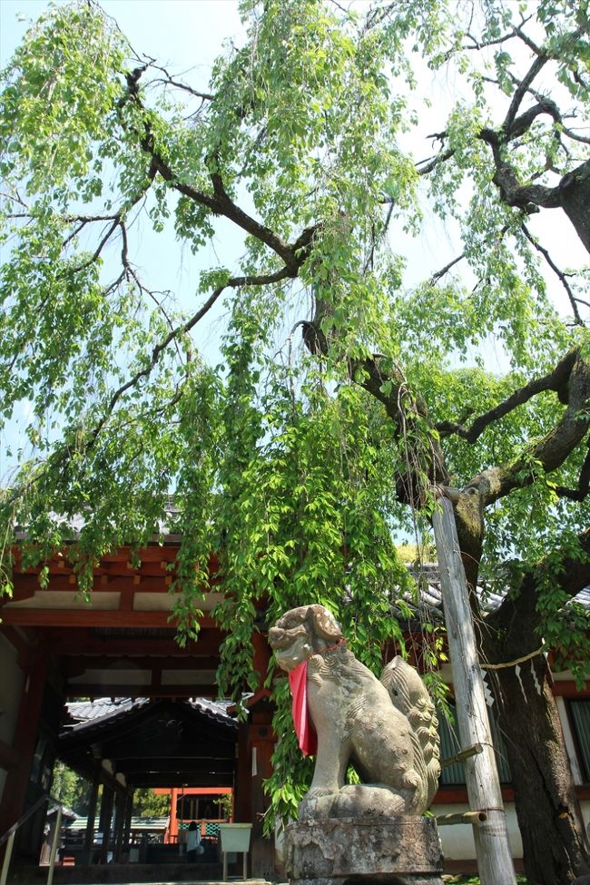 これが有名な早咲き枝垂れ桜。<br />咲いているところは見たことないです。<br />この桜が咲くころ，私は京都御苑の糸桜を見ています…