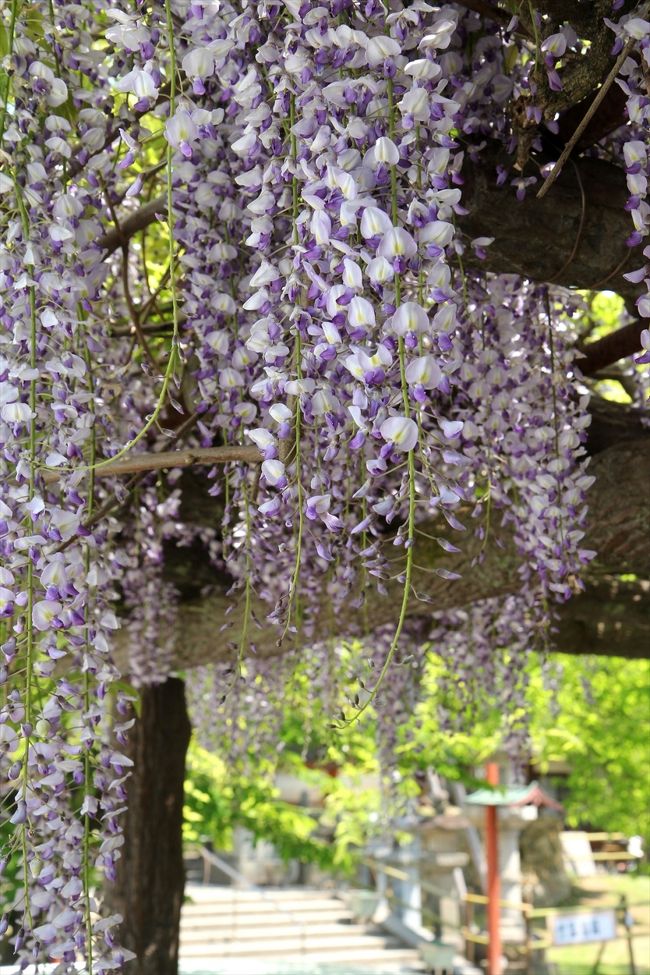 鳥居左手の駐車場にも藤棚があります。<br />車を止められてしまうと，撮影アングルが限られてしまいます。<br />