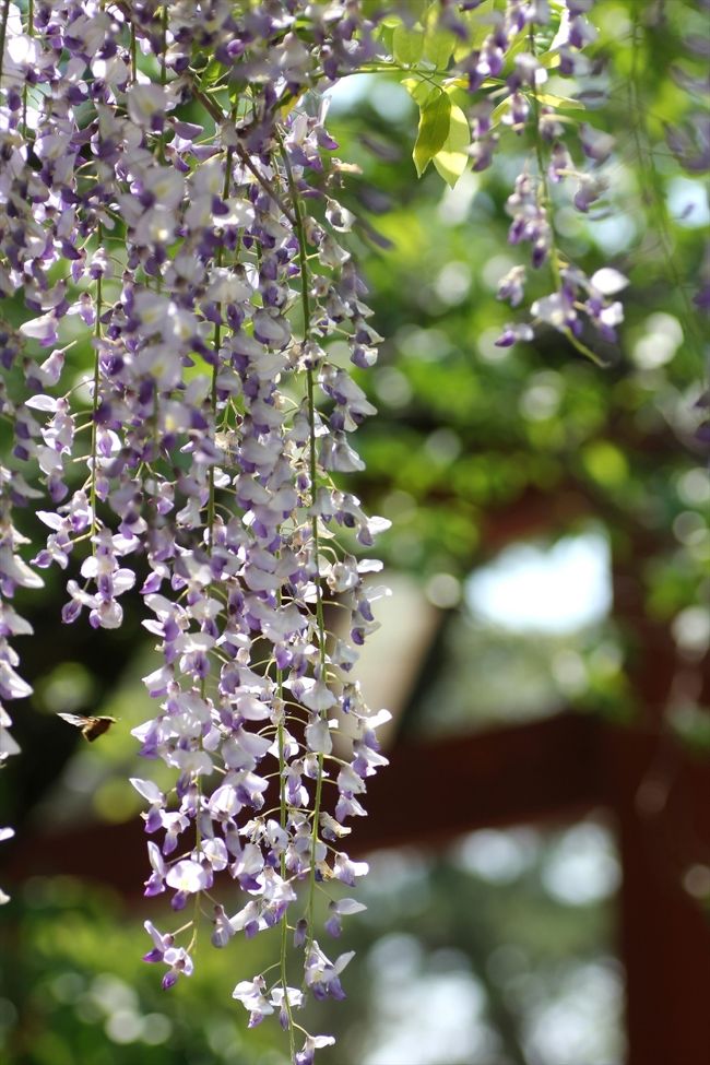 鳥居をバックに藤の花。<br />ハチさんもおまけで写ってくれました。<br />
