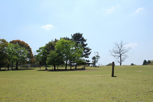 逃げるようにやってきたのは飛火野。<br />これこれ。奈良はこのようにのんびりした感じでないと。