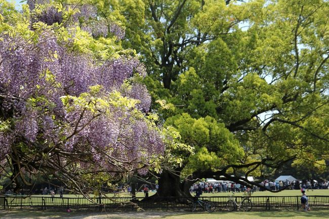 この藤の背後にあるのは楠です。<br />明治41年の陸軍大演習後，飛火野で催された饗宴の際の明治天皇の玉座の跡に記念植樹されたものです。<br />