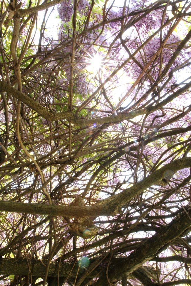 藤の木の下に潜り込んでみると，こんな感じです。<br />枝が複雑に伸びています。