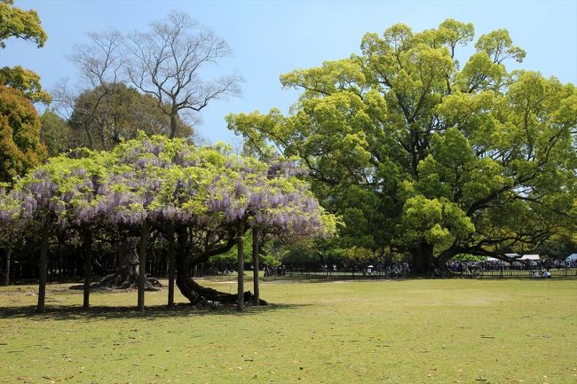 その雪消の沢の近くに藤の木があります。<br />キノコみたいな形ですね。<br />