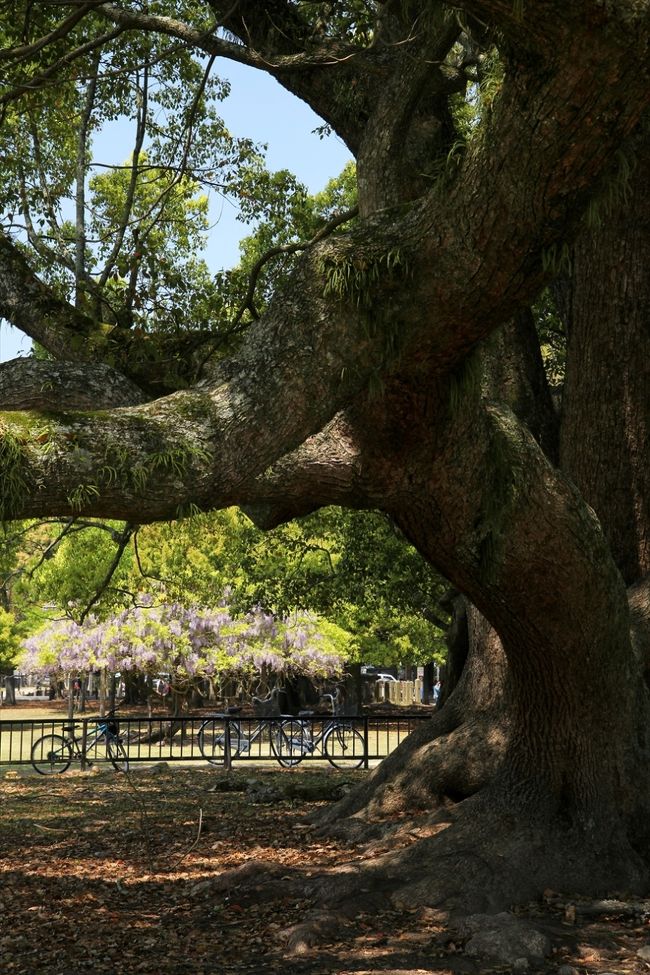 大楠のそばから藤を眺めました。<br />