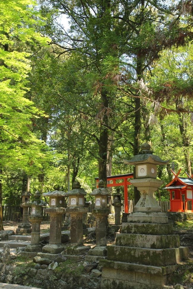 飛火野からは春日大社の参道を歩いて，本殿を目指します。<br />