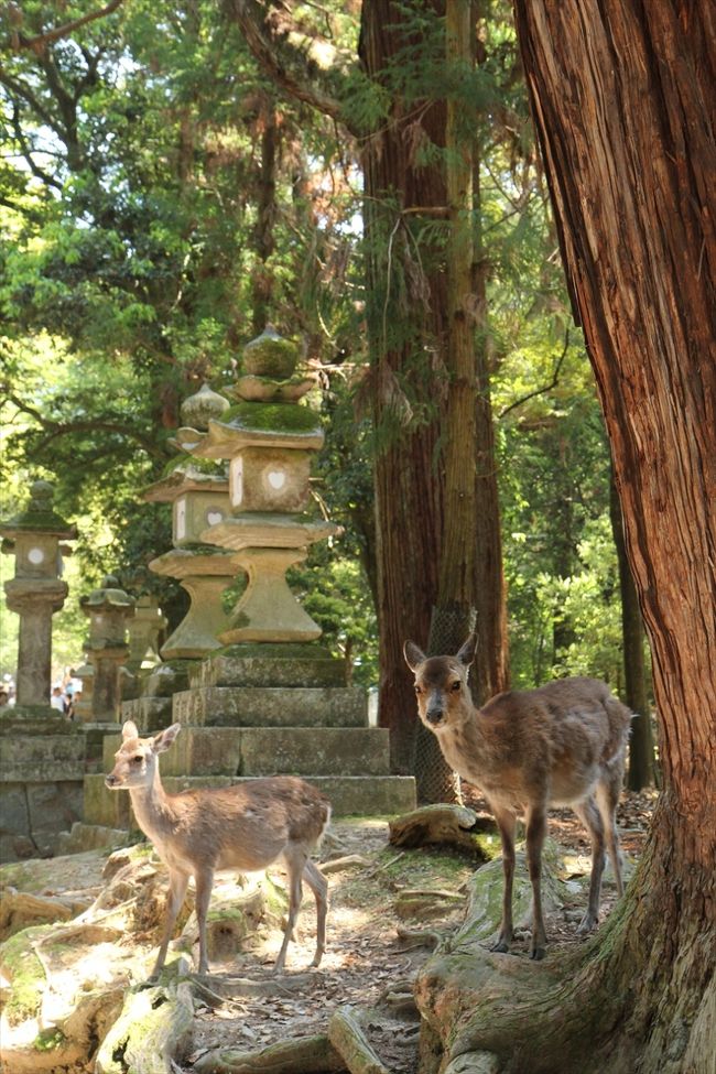 春日大社参道にも鹿はいます。<br />五重塔周辺にいるのは♂が多く，春日大社参道周辺は♀や子鹿が多いというのが，私の経験談です。<br />♀のほうが警戒心が強いからではないかと。