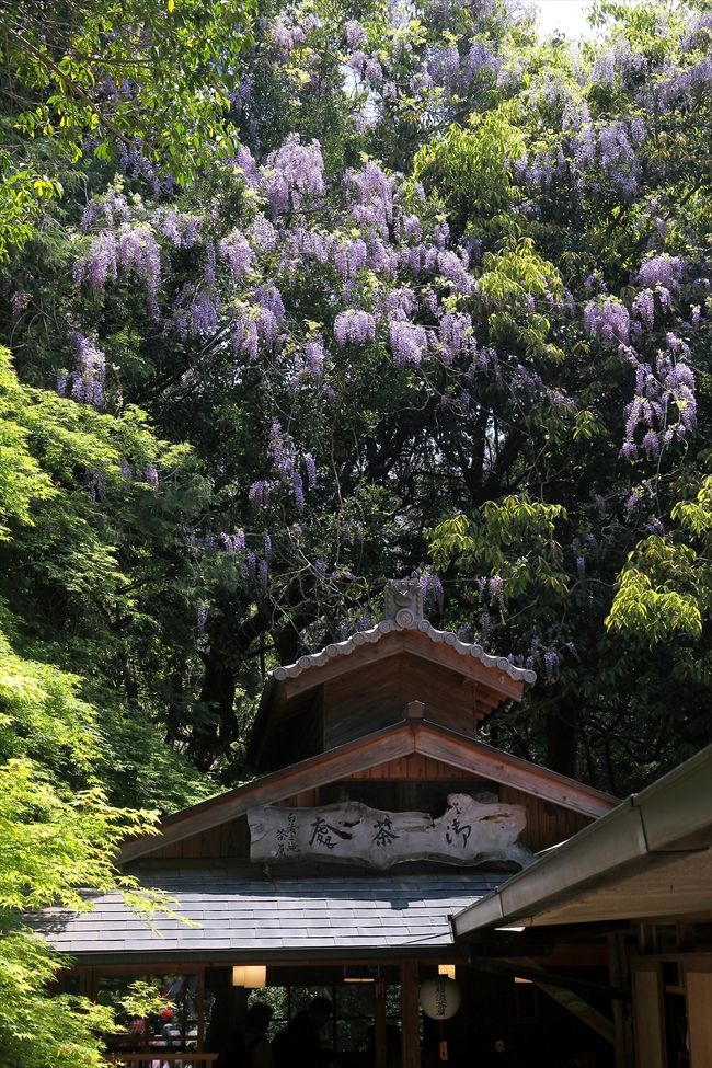 途中にある白藤之滝茶屋の背後には立派な野生の藤がありました。<br />