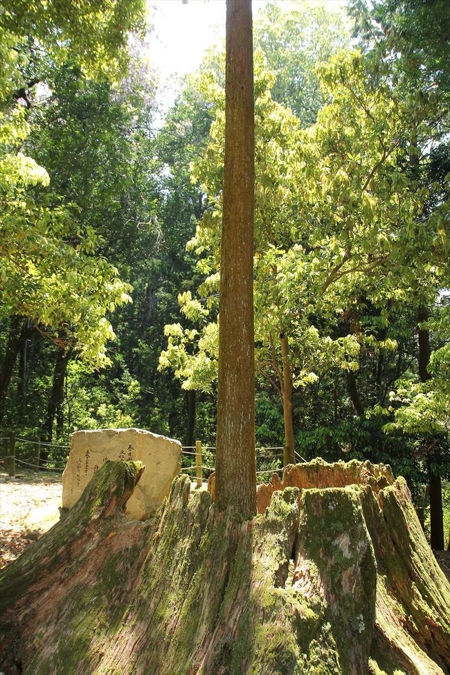 何だろう？<br />大きな幹の中に木が一本。<br />自然に生えたものではないと思うが…<br />