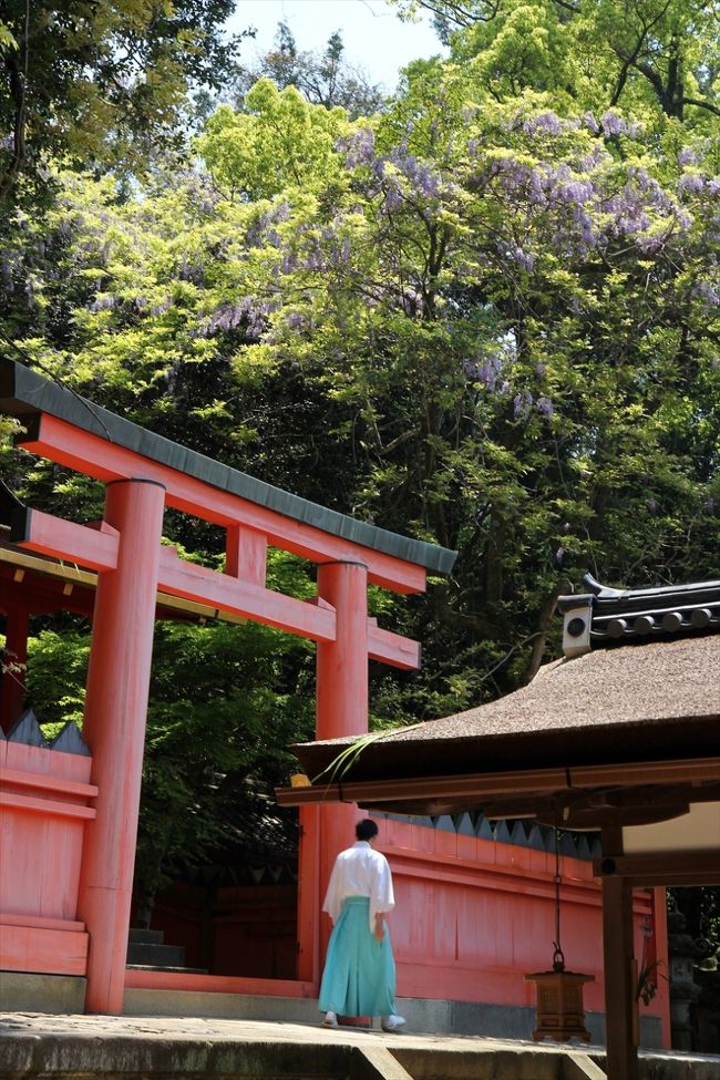 代わりといっては何ですが，鳥居の向こうに藤が咲いているのを見つけました。<br />