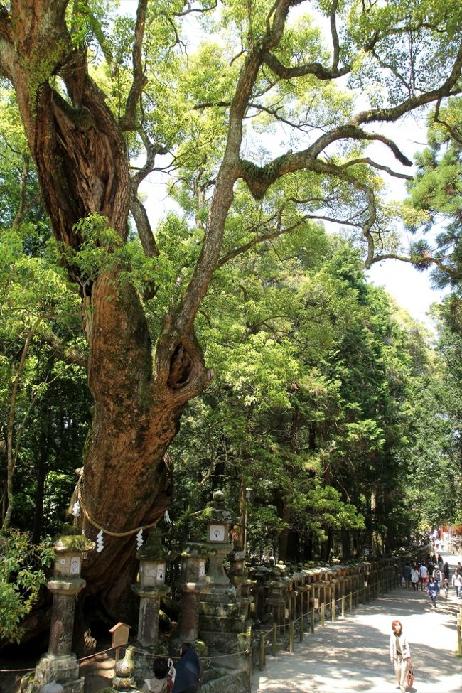 若宮神社前の大楠。<br />3本の木がひとつに合わさったという説や，神功皇后のお手植えだという伝説もあります。 <br /><br /><br />