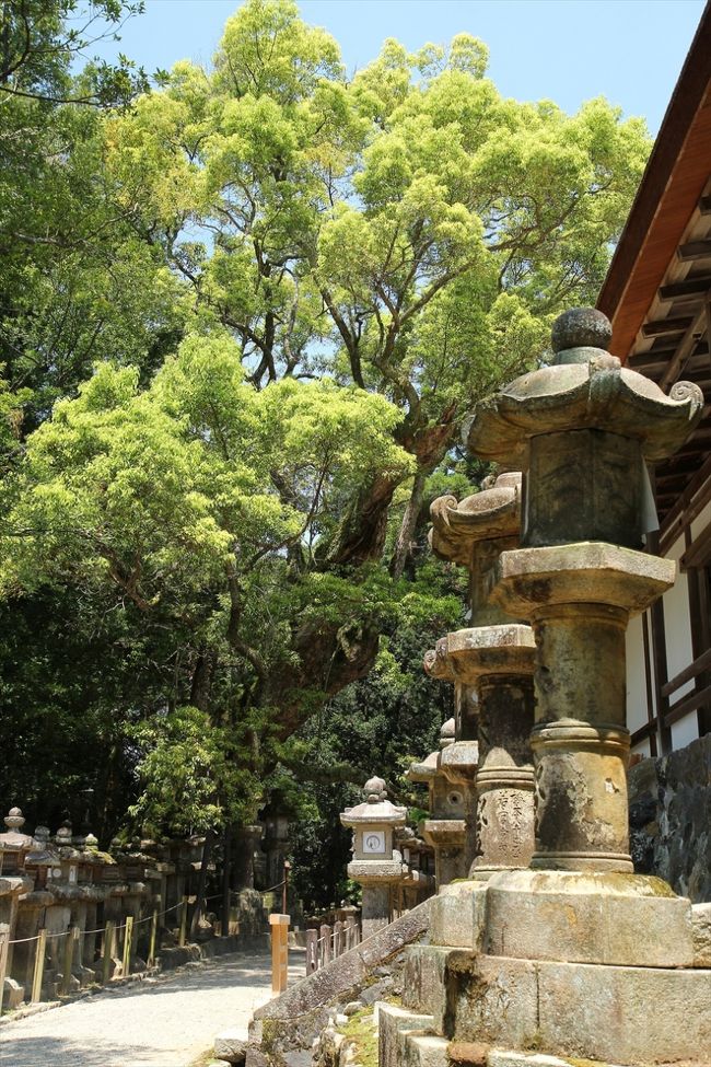 同じ大楠を若宮神社の神楽殿裏から撮影しました。<br />