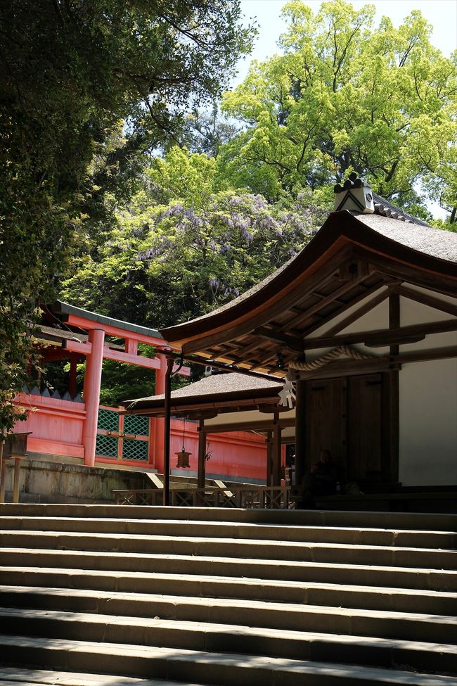 若宮神社に立ち寄ったのは「八つ房の藤」が見たかったから。<br />写真左手あたりにあるのですが，全く花は咲いていませんでした。<br />後で調べたところ，普通の藤より1週間から10日ほど遅れて咲くということで，早かったようですね。