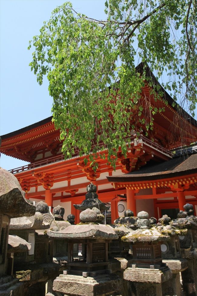 南門脇の枝垂れ桜。<br />2週間前に来たときはまだ花をつけていましたが，すっかり葉桜へと姿を変えていました。<br />