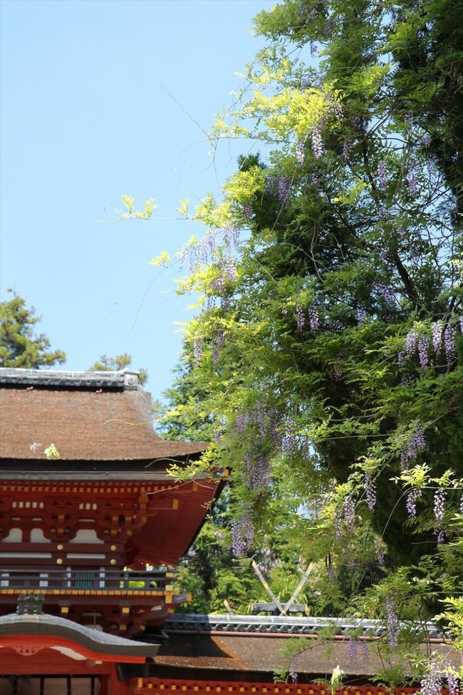 続いて春日大社本社へ。<br />中門前に藤。