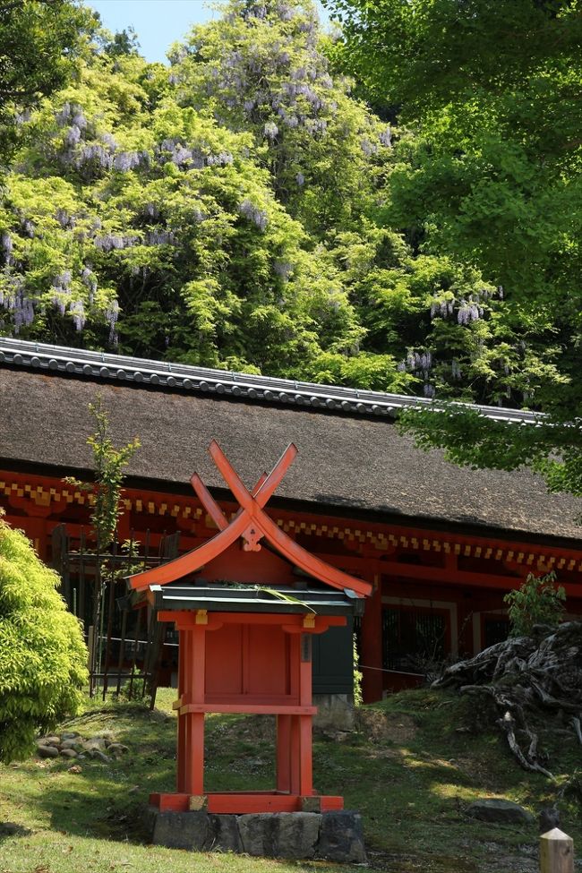 東回廊の背後にも藤。<br />