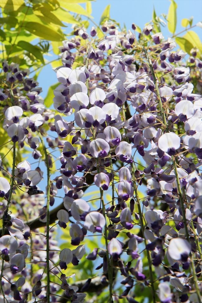 ちょっとボリュームに欠けるなぁと思っていたのは私だけではないみたい。<br />写真を撮る人もあまり多くはなかった気がします。<br />