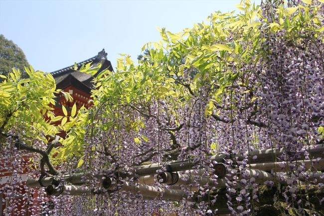 実際に砂にすれるほど伸びるかというと，天候によりけりです。<br />今年4月中旬が寒かったことから70cm程度と伸び悩み。<br />ちなみに2年前は1m68cmという記録でした。<br />