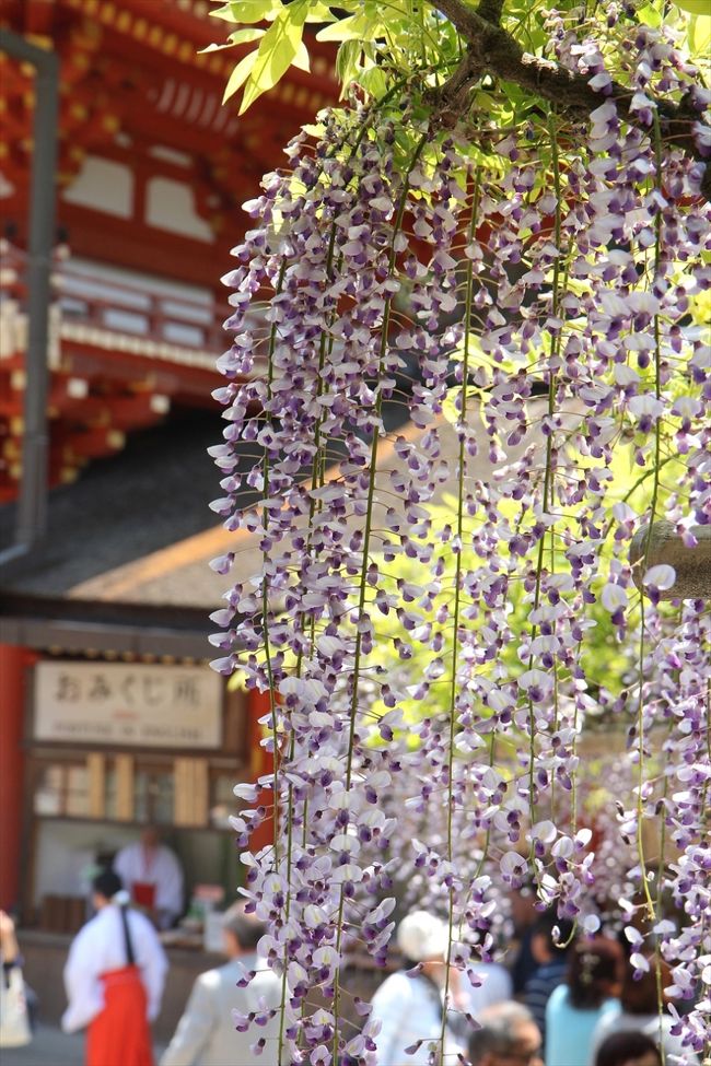 それでも，御巫さんなら大歓迎。<br />ちなみに御巫さんは藤のかんざしを付けています。<br />