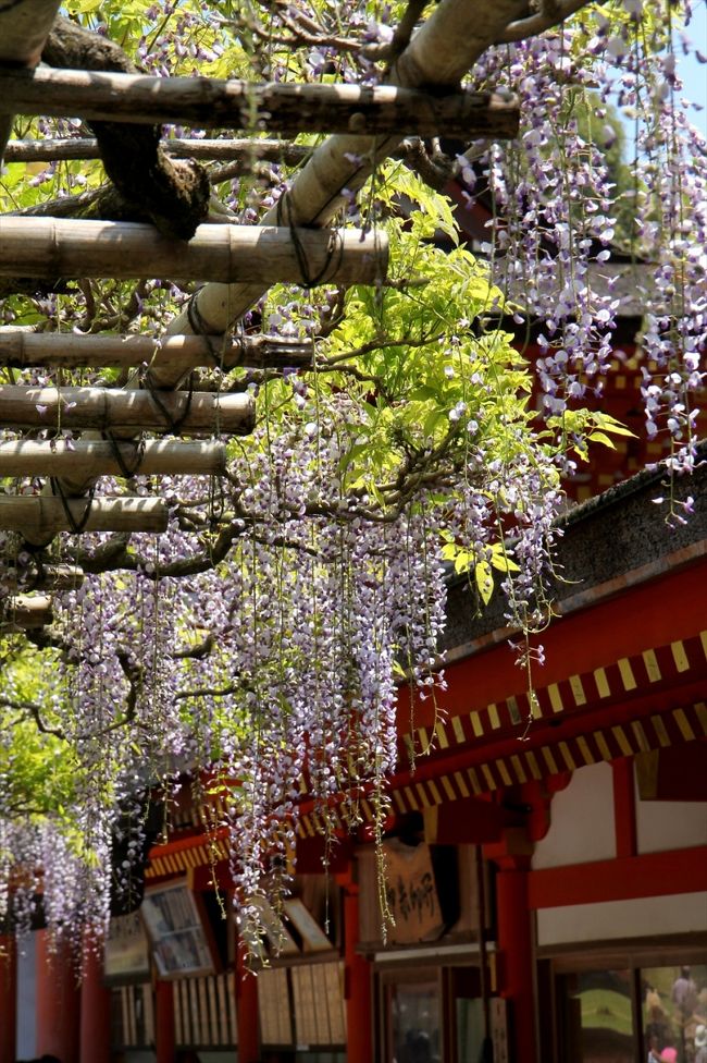 と，至る所に藤が咲いていますが，ここでの主役は間違いなく慶賀門を入ったところにある「砂ずりの藤」です。<br />樹齢700年ともいわれ，花房が1mに伸び，砂にすれるということからこの呼び名があります。