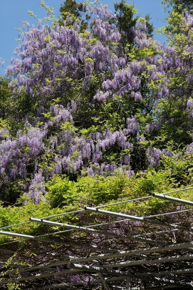 この藤は花付きもよく立派でしたね。