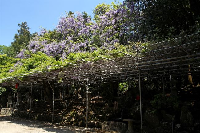 このあと若草山へ行くため，進路を北にとり歩いていきます。<br />一言主神社近くのお店の前にも藤。